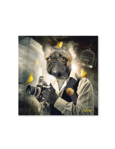 Chien Photo
