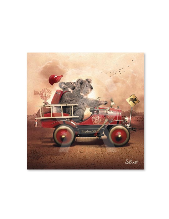 Koala