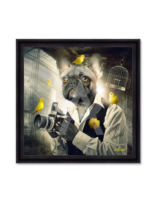 Chien photo – Sylvain Binet