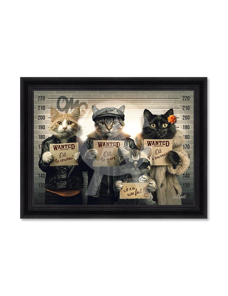 Chats voleurs – Sylvain Binet